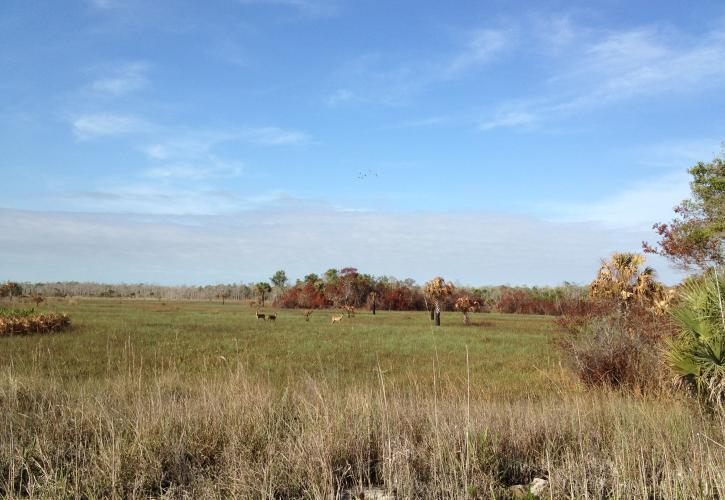 A group of deer in a prairie in Fakahatchee Strand Preserve State Park.